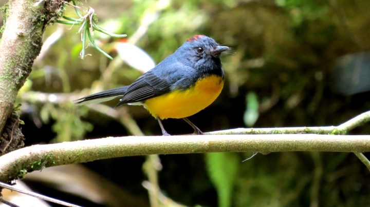Slate-throated Whitestart