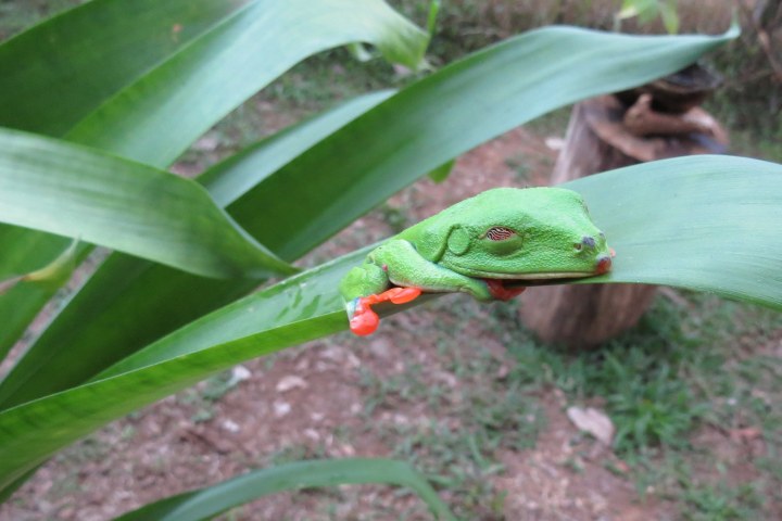 Red Eyed Tree Frog Sleeping